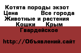 Котята породы экзот › Цена ­ 7 000 - Все города Животные и растения » Кошки   . Крым,Гвардейское